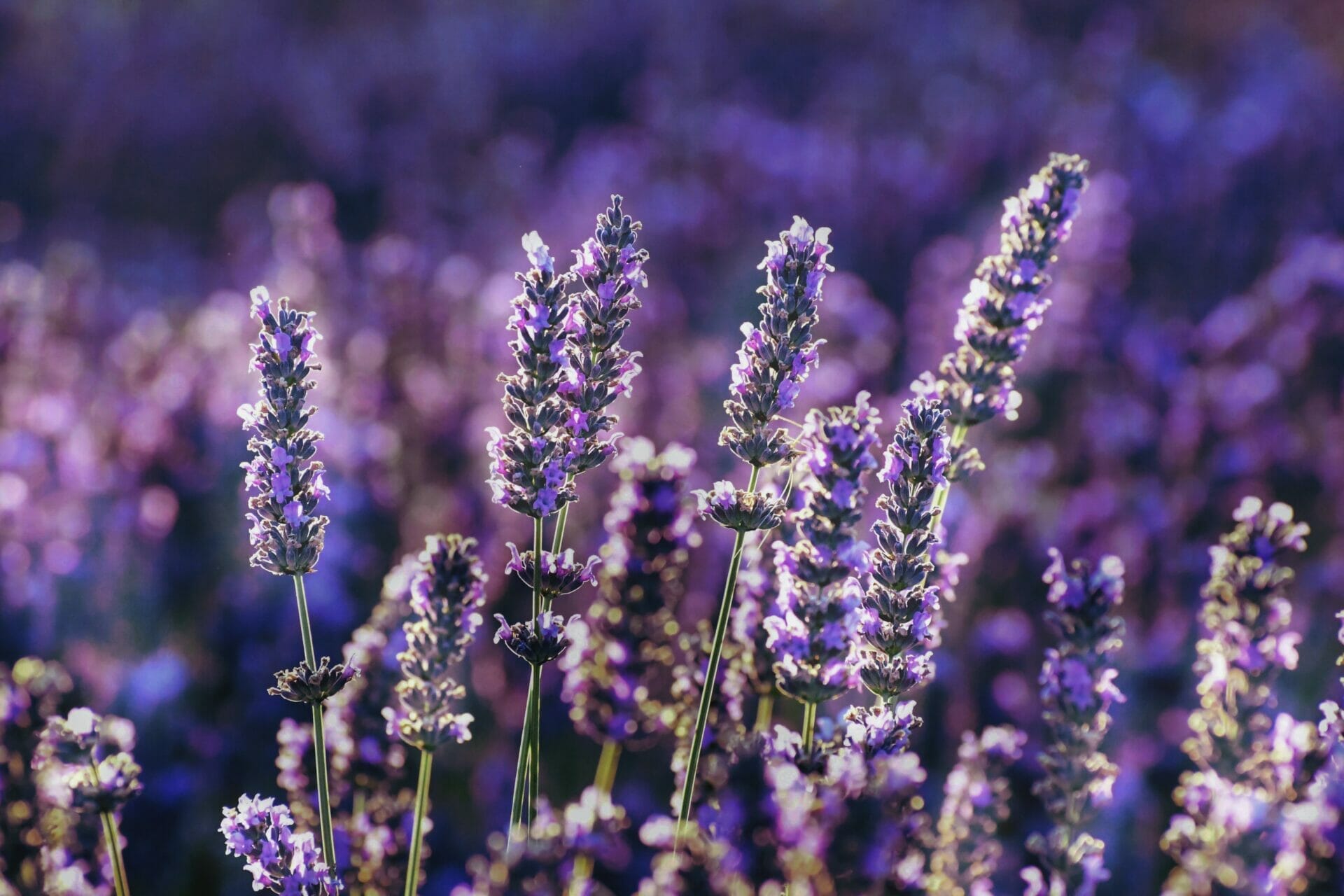 Close up of lavender plants in sunshine